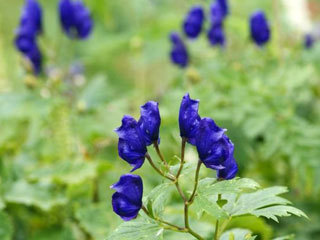 と の花の花言葉 花言葉ブログ